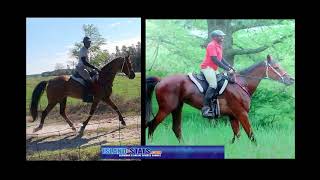 Bermudas Marvin Brangman on WEG Endurance Ride [upl. by Dwight202]