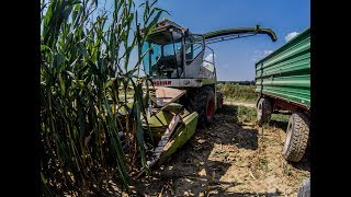 CLAAS JAGUAR 690SL amp CLAAS KEMPER  Silage 2018  GoPro [upl. by Riancho788]