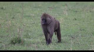 SERENGETI NATIONAL PARK  DAY 1 RAW VIDEO SAFARI MARA CAMP SEPT 28 2023 [upl. by Ayn782]