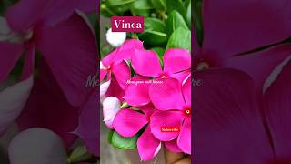 Vinca plant benifits amp best care tips sadabahar  flowers plants garden shorts nature vinca [upl. by Alaunnoif358]