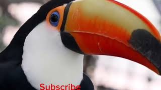 Toco toucan sound [upl. by Estrellita]