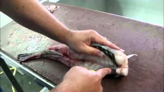 Monkfish Tail  How to Fillet amp Skin Fresh Monkfish Tail [upl. by Torbert]