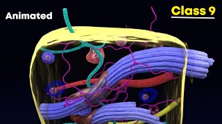 Connective tissues ⚡3d animation  Class 9 Biology [upl. by Durarte]