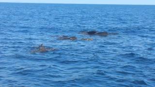 Avvistamento Cetacei  Mar Ligure [upl. by Gavrielle]