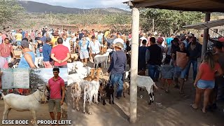 VILA JERIMUM TNPE FEIRA DE CAPRINOS OVINOS E SUÍNOS DIA 19112023 BODE 🐐 QUE DÁ LEITE [upl. by Bibeau419]