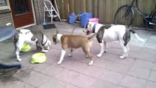 Bull terrier VS American Bulldog [upl. by Harned]