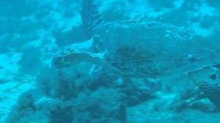 Hawksbill Sea Turtle at Amaryllis Shipwreck [upl. by Alejandra]