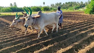 Antiquated method of ploughing with help of cattle by planting Tobacco [upl. by Lemej958]