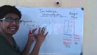 Ion exchange chromatography  cation exchange chromatography and anion exchange chromatography [upl. by Acus724]