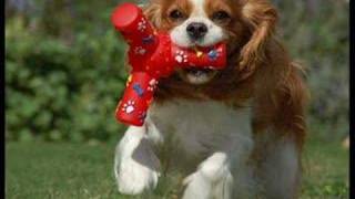 Cavalier King Charles Spaniels [upl. by Lorusso]