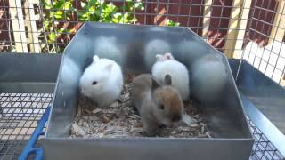 Baby Lionhead Rabbits [upl. by Felipe117]