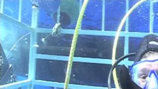 Guadalupe Island Cage Dive [upl. by Iloj565]