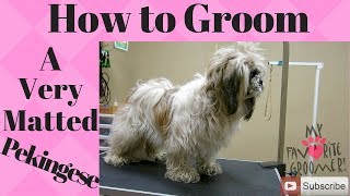 How to groom a Pekingese very matted [upl. by Murielle833]