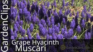 Grape Hyacinth  Muscari armeniacum  How to grow Grape Hyacinth muscari [upl. by Ikkir]