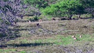 Deer At Play [upl. by Cowan]