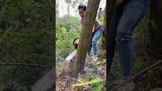 I am very serious about chopping wood chainsaws hardware tools viralvideo foryou [upl. by Lenoyl]