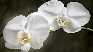 MOTH ORCHIDS  HOW TO GROW AND CARE FOR PHALAENOPSIS [upl. by Yuzik422]