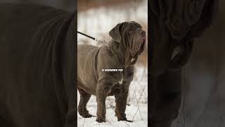 Neapolitan Mastiff X Boerboel pawpointuk➖➖➖newdogbreed NeapolitanMastiff boerboel [upl. by Trebbor]