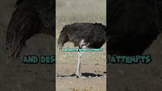 The Great Emu War Bizarre History 🦙⚔️ facts enigmatichistory history ancientcivilization [upl. by Aseretairam]