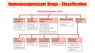 63 Immunosuppressant Drugs  Classification of Immunosuppressant  Example of Immunosuppressant [upl. by Anahpets]