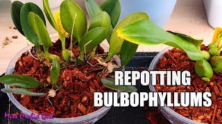 Repotting creeping Bulbophyllum Orchids amp tips on suitable setups [upl. by Ami811]