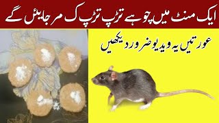 Urgent rat killer rat killer rat killer home remedies  best rat killer  tips top hacks [upl. by Treacy]