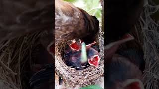 RedVented Bulbul CallRedVentedBulbul Birdsong shorts [upl. by Ericka]