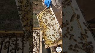 Bees as they finish capping their Honey Frame 🐝🐝📸🍯bee beekeeping пчеловодство imkern apicultura [upl. by Jepum]