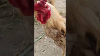 👑👑Aseel 🐓🐓 murga short viral video mini birds family ✌️👑 [upl. by Tildy]