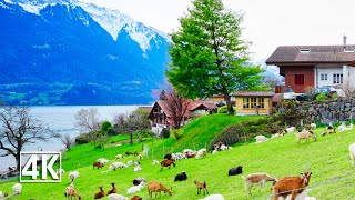 Switzerland 4K🇨🇭 Oberried am Brienzersee the pearl of Lake Brienz [upl. by Tremann]