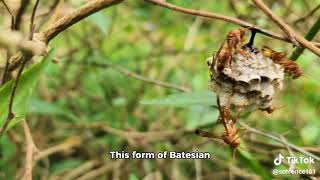 Evolution of Defensive Mimicry in Butterflies [upl. by Natale]