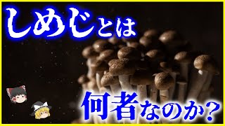 【ゆっくり解説】今と昔のホンシメジ…「しめじ」とは何者なのか？を解説しめじに似た毒キノコとは [upl. by Ardussi]