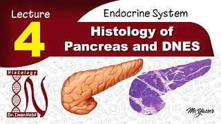 4aHistology of pancreasEndocrine system [upl. by Cohleen22]