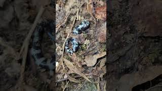 Marbled salamander Ambystoma opacum Southern Illinois [upl. by Proudman]