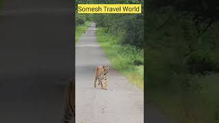 Kabini Nagarhole Tiger Sighting kabini wildlife nagarholenationalpark [upl. by Segal]