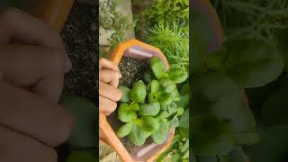 Kalanchoe ki care aur repotting kaise kare😇 [upl. by Beaner]