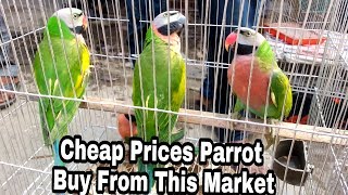 Buy Parrots Very Cheap Price  Tongi Bird Market [upl. by Wadleigh1]