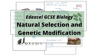 The WHOLE of Edexcel GCSE Biology NATURAL SELECTION AND GENETIC MODIFICATION [upl. by Yanaj502]