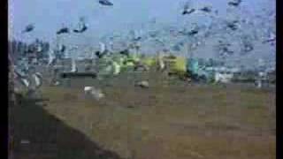 Pigeon racing clips [upl. by Petua280]