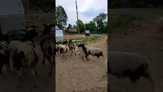 working border collie Twitt highlight reel [upl. by Rae]