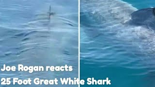 Joe Rogan reacts to 25 Foot Great White Shark in Marthas Vineyard [upl. by Julianne951]