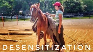 Desensitization  2012 Extreme Mustang Makeover [upl. by Cyna]