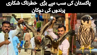 Dangerous wild Birds 🦅 Pakistan Most biggest Wild birds Shop Visit Eagles Falcon Crystle in karachi [upl. by Abra]