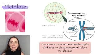 Ciclo celular Mitose [upl. by Calli]