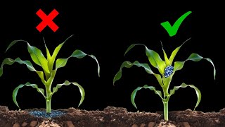 Best Maize Fertilizer Application Strategy for HIGH Yield [upl. by Lertram]