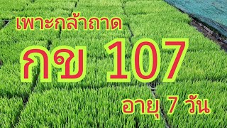 เพาะกล้าถาดกข 107อายุ 7 วัน [upl. by Ahsile611]