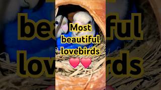 White head violet opaline lovebirds birdslover shortvideo parrot viralvideo hiphop birdstagram [upl. by Bokaj]