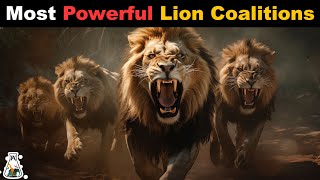 6 Most Powerful Lion Coalitions That Ever Lived [upl. by Natfa214]