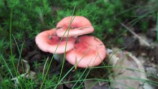 Gołąbek wymiotny  Russula emetica [upl. by Yssim759]