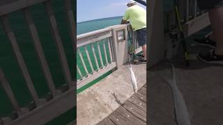 Catching Ladyfish on PCB Pier [upl. by Cai]